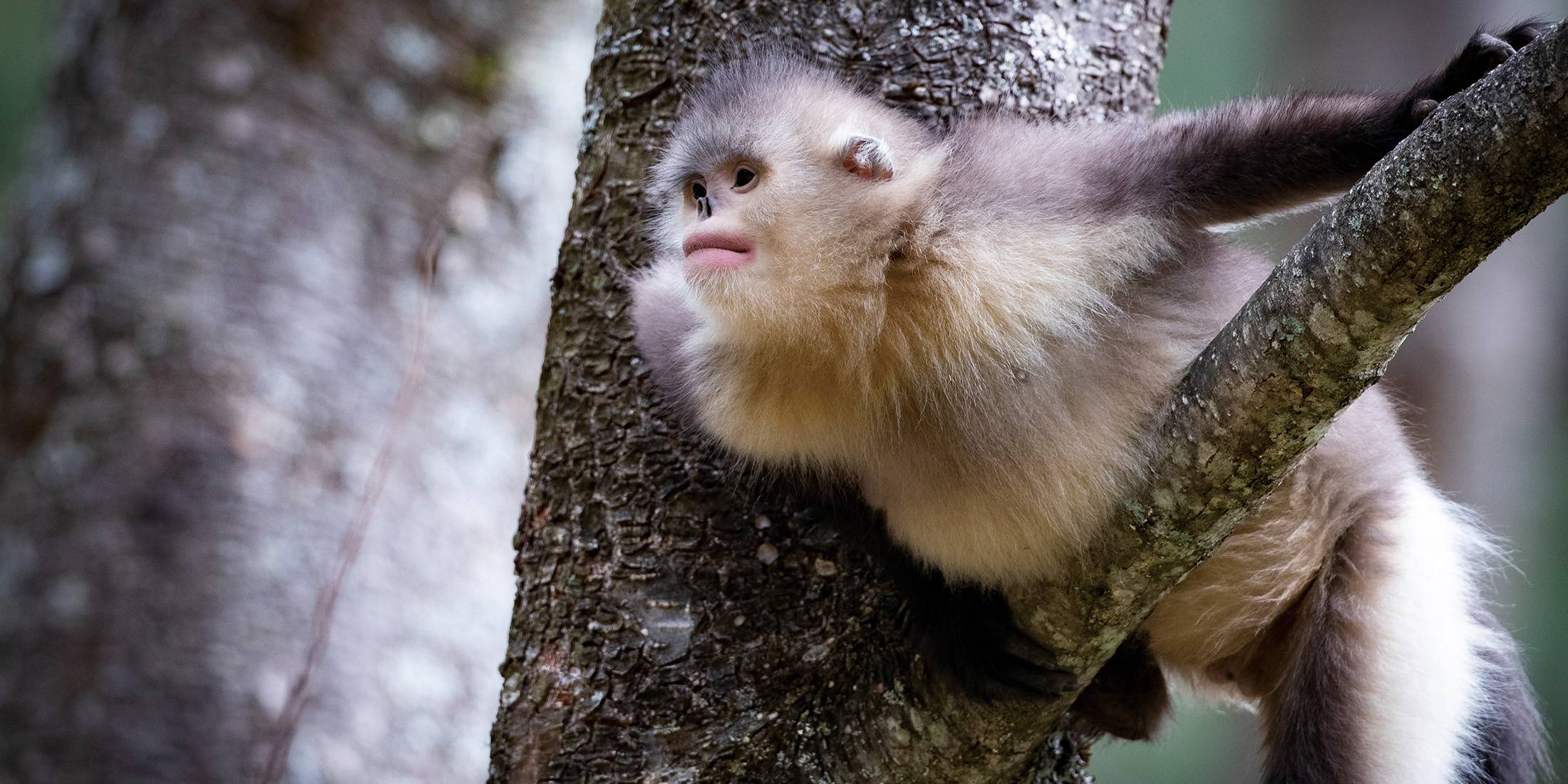A Yunnan snub-nosed monkey watching from between tree trunks